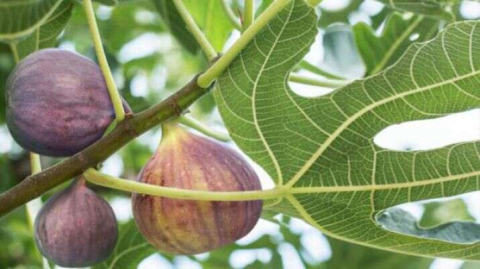 "Ocağıma incir ağacı diktin" atasözünün anlamı nedir? İşte yanıtı