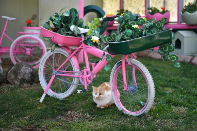 Kayseri Büyükşehir'den sokak kedilerine sıcacık yuva