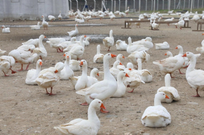 Ordu’da kaz yetiştiriciliği büyüyor