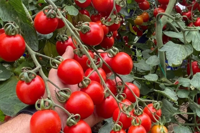 Balıkesir’de zincir markete 'fahiş fiyat' incelemesi... Zincir markette kokteyl domates vurgunu!