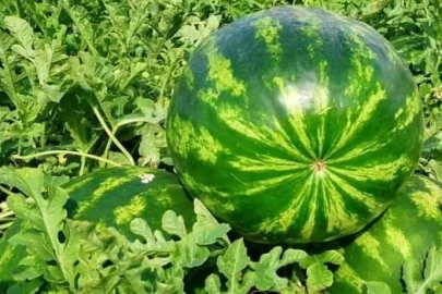 Edirne’de karpuz üretimine büyük destek