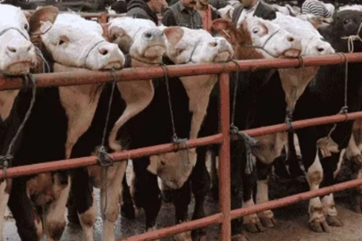 Balıkesir Gönen'de hayvan pazarlarına 'şap' tedbiri