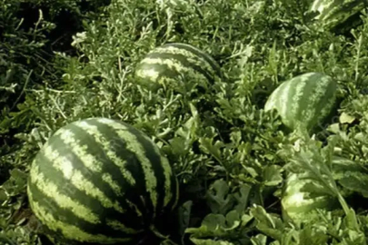 Tarım ÜFE’de yıllık artış yüzde 36,09’a ulaştı