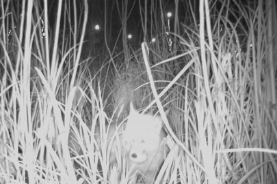 Ordu Durugöl Kurtuluş Tabiat Parkı’nda tilki yumurtaların peşinde