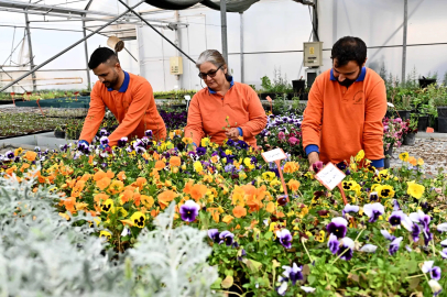 Antalya Muratpaşa'da 130 bin dal çiçek yetiştiriliyor