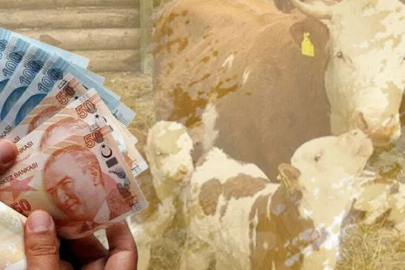 Çiftçiye 350,9 milyon TL destek ödemesi hesaplarda