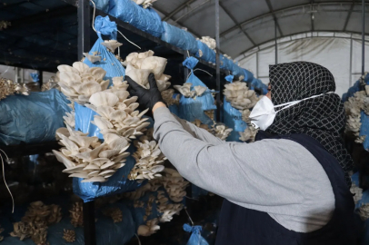 Kocaeli İzmit'te istiridye mantarı üretimiyle vatandaşa destek oluyor