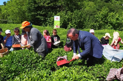 Çay İşletmeleri'ne personel atamalarında 40 yaş şartı aranmayacak