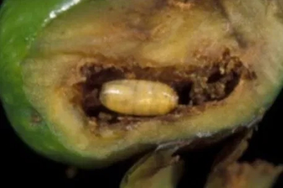 Mudanya'da zeytin sineğiyle mücadele
