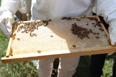 Ordu’da bal hasadı bereketi