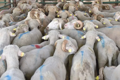 Hayvan varlığı verileri belli oldu... Koyun sayısı yüzde 6 arttı