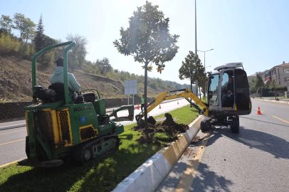Sakarya'da ağaçlar o kazı için titizlikle taşınıyor