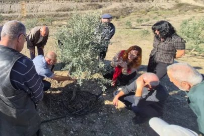 Zeytin üreticilerine uygulamalı tüyolar