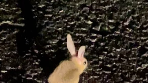 Yüksekova’da ‘Arap Tavşanı’ görüntülendi
