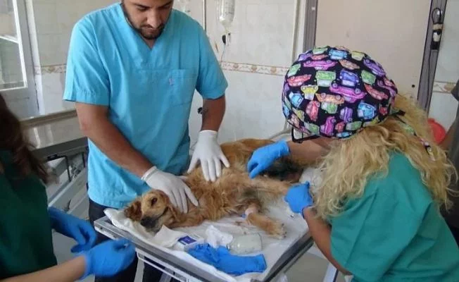 Bursa’da ormana bırakılan köpeğin kanser tedavisi devam ediyor