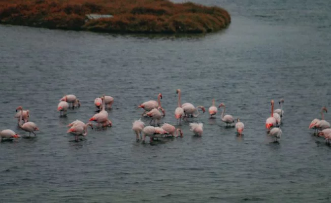 Büyükçekmece’de flamingolar masalsı görüntüler oluşturdu
