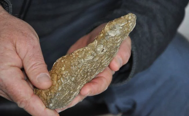 Şırnak'ta 50 milyon yıllık fosil
